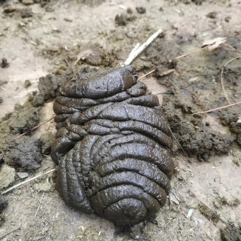 淘宝牛粪